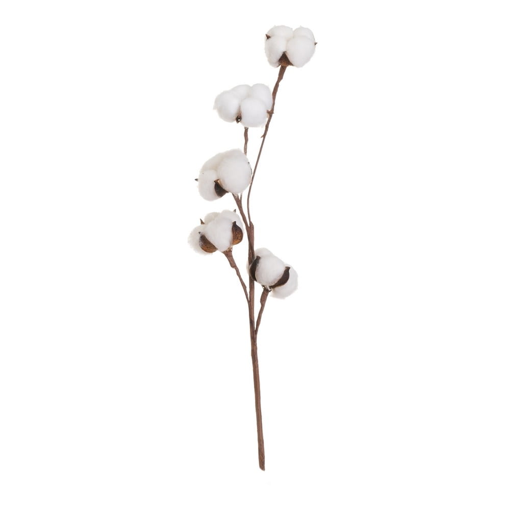 Sušená rastlina (výška 55 cm) Cotton – Casa Selección